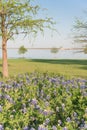 Texas state flower Bluebonnet blooming near the lake in springtime Royalty Free Stock Photo