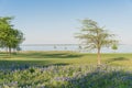 Texas state flower Bluebonnet blooming near the lake in springtime Royalty Free Stock Photo