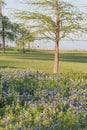 Texas state flower Bluebonnet blooming near the lake in springtime Royalty Free Stock Photo