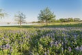 Texas state flower Bluebonnet blooming near the lake in springtime Royalty Free Stock Photo