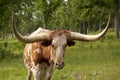 Texas Steer