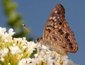 Texas Tawny Emperor