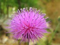 Texas Thistle Bloom Cirsium texanum Royalty Free Stock Photo