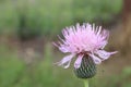 Texas thistle