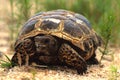 Texas Tortise Head On Royalty Free Stock Photo