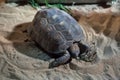Texas tortoise (Gopherus berlandieri).