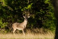 Texas Trophy Whitetailed Deer Buck