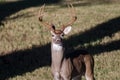 Texas Trophy Whitetailed Deer Buck Royalty Free Stock Photo