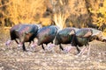 Texas Turkeys Eating Royalty Free Stock Photo