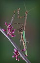 Texas Unicorn mantis on spring branch