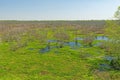 Texas Wetland Panorama in Early Spring Royalty Free Stock Photo