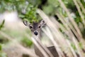 Texas Whitetailed Deer Doe Body Profile Royalty Free Stock Photo