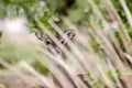 Texas Whitetailed Deer Doe hidden in long grass Royalty Free Stock Photo