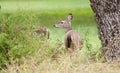 Texas Whitetailed Deer Doe Royalty Free Stock Photo