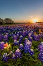 Texas wildflower - bluebonnet field in sunset Royalty Free Stock Photo