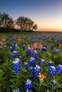 Texas wildflower - bluebonnet field at sunset Royalty Free Stock Photo