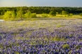 Texas wildflower - bluebonnet filed in Ennis, Texas Royalty Free Stock Photo