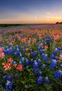 Texas wildflower - bluebonnet and indian paintbrush field in sunset Royalty Free Stock Photo