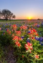 Texas wildflower - bluebonnet and indian paintbrush field in sunset Royalty Free Stock Photo