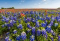 Texas wildflower - bluebonnet and indian paintbrush filed