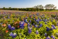 Texas wildflower - bluebonnet and indian paintbrush filed