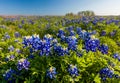 Texas wildflower - bluebonnet and indian paintbrush filed in Spring