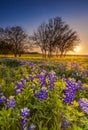 Texas wildflower - bluebonnet or lupine filed at sunset