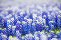 Texas wildflower - Closeup bluebonnets in spring.