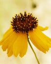 Yellow Stiff Greenthread flower closeup with blurred background