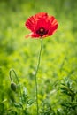 A bright red poppy wildflower in Texas Royalty Free Stock Photo