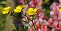 Texas Wildflower Yellow Buttercup Ranunculus bulbosus - Bulbous Buttercup Royalty Free Stock Photo