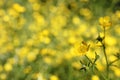 Texas Wildflower Yellow Buttercup Ranunculus bulbosus - Bulbous Buttercup Royalty Free Stock Photo