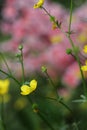 Texas Wildflower Yellow Buttercup Ranunculus bulbosus - Bulbous Buttercup Royalty Free Stock Photo