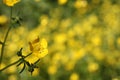 Texas Wildflower Yellow Buttercup Ranunculus bulbosus - Bulbous Buttercup Royalty Free Stock Photo