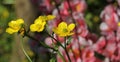 Texas Wildflower Yellow Buttercup Ranunculus bulbosus - Bulbous Buttercup Royalty Free Stock Photo