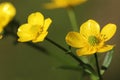 Texas Wildflower Yellow Buttercup Ranunculus bulbosus - Bulbous Buttercup Royalty Free Stock Photo