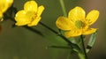Texas Wildflower Yellow Buttercup Ranunculus bulbosus - Bulbous Buttercup Royalty Free Stock Photo