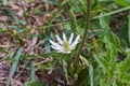 Texas Wildflower, Anemone berlandieri, Tenpetal Anemone, Tenpetal Thimbleweed, Windflower, Southern Anemone, Granny`s