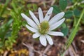 Texas Wildflower, Anemone berlandieri, Tenpetal Anemone, Tenpetal Thimbleweed, Windflower, Southern Anemone, Granny`s