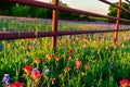 Texas Wildflowers