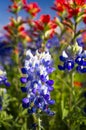 Texas Wildflowers