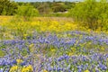 Texas wildflowers blues and yellows