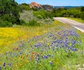 Texas Wildflowers Enchanted Rock