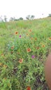 Texas wildflowers