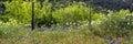 Panorama of Texas wildflowers and a wire fence in spring