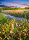 Texas Wildflowers at Sunrise Royalty Free Stock Photo