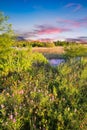 Texas Wildflowers at Sunrise Royalty Free Stock Photo