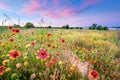 Texas Wildflowers at Sunrise Royalty Free Stock Photo