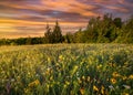 Texas Wildflowers at Sunrise Royalty Free Stock Photo