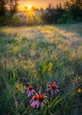 Texas Wildflowers at Sunrise Royalty Free Stock Photo